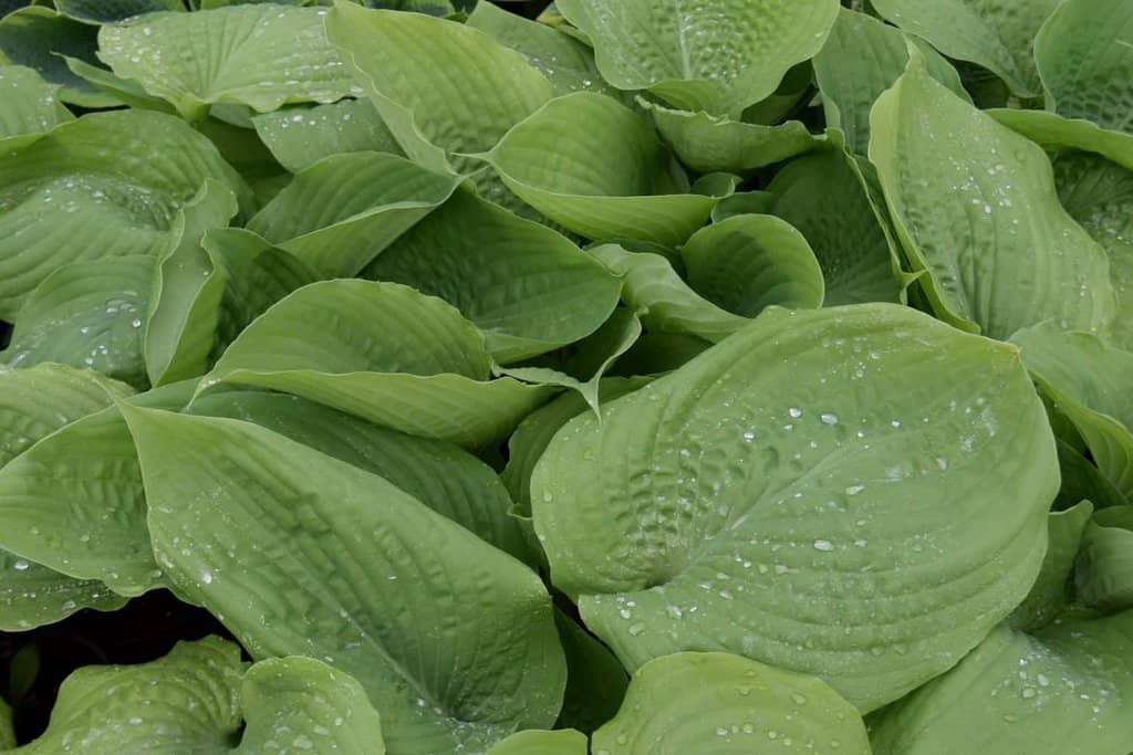 Hosta 'Sum and Substance' ---